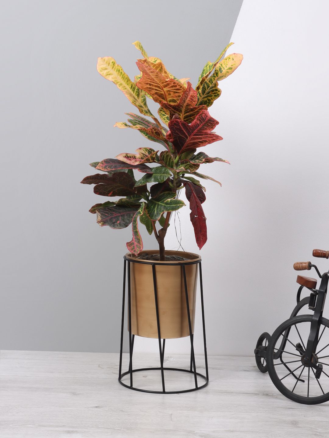 Aapno Rajasthan Copper-Toned & Black Cylindrical Metal Planter With Stand Price in India
