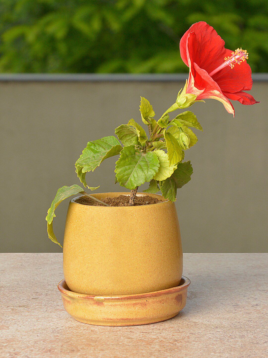 StyleMyWay Brown Handcrafted Ceramic Planter Pot With Tray Price in India