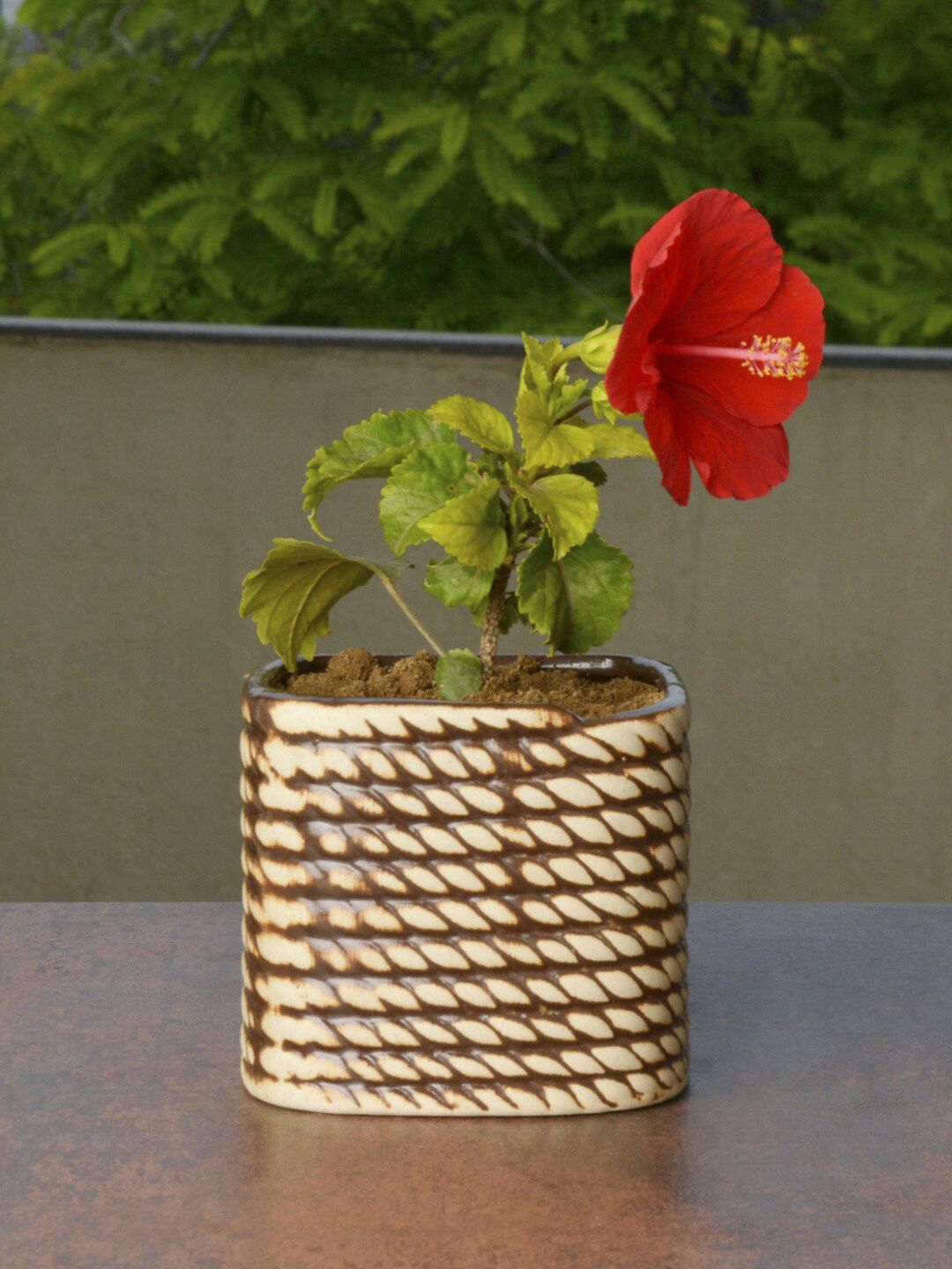 StyleMyWay Beige Hand Painted Ceramic Planter Pot Price in India