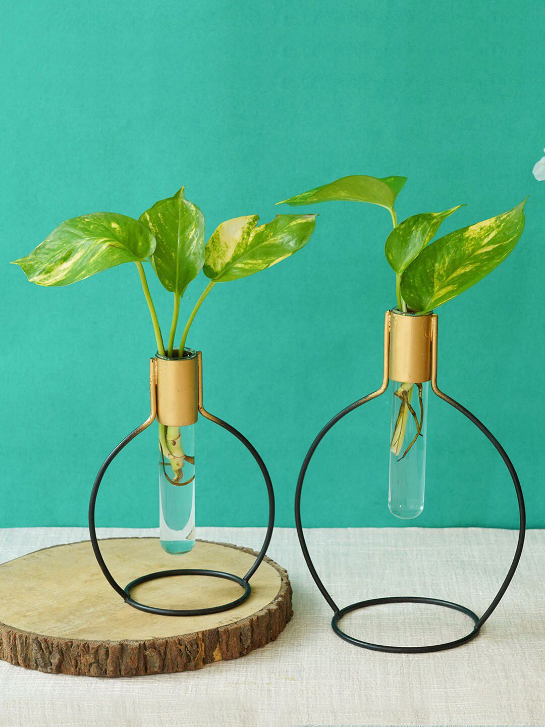 TIED RIBBONS Set Of 2 Transparent & Gold-Toned Handcrafted Test Tube Planters Price in India