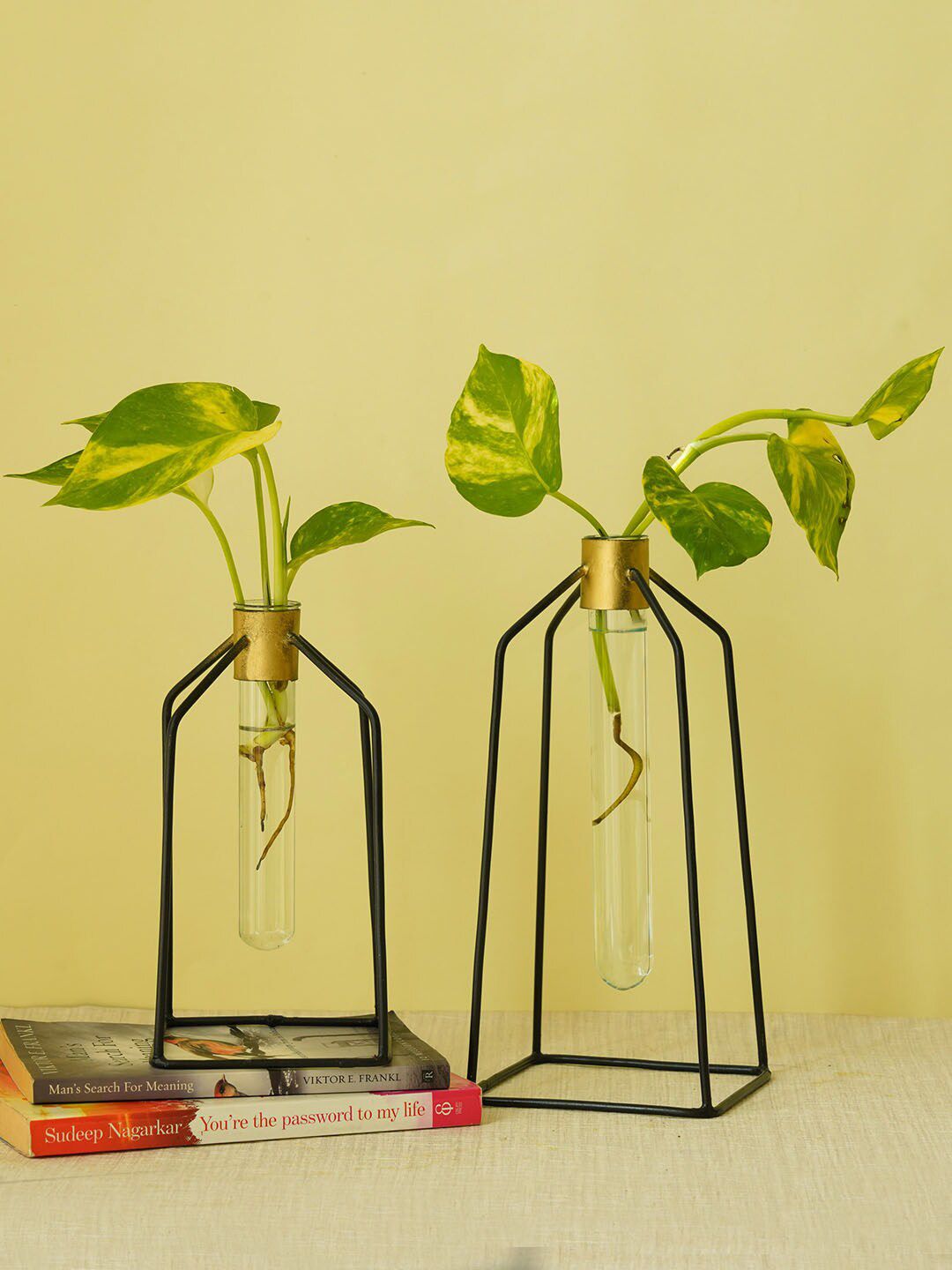TIED RIBBONS Set Of 2 Transparent & Gold-Toned Handcrafted Test Tube Planters Price in India