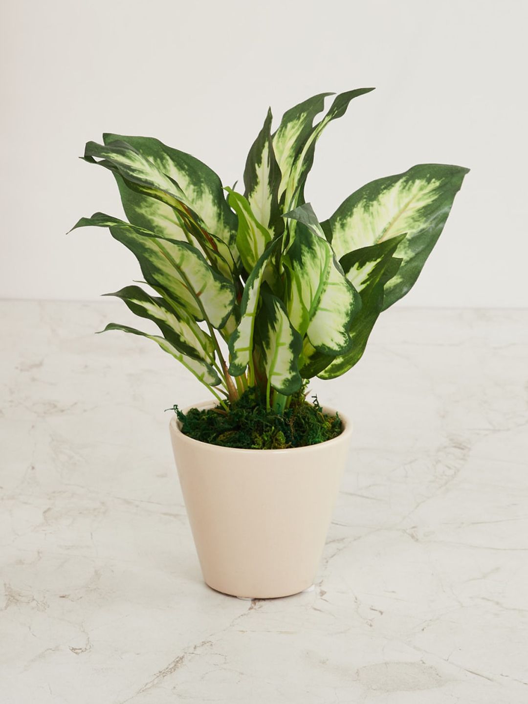 Home Centre Fiesta Beige & Green Solid Artificial Potted Plant Price in India