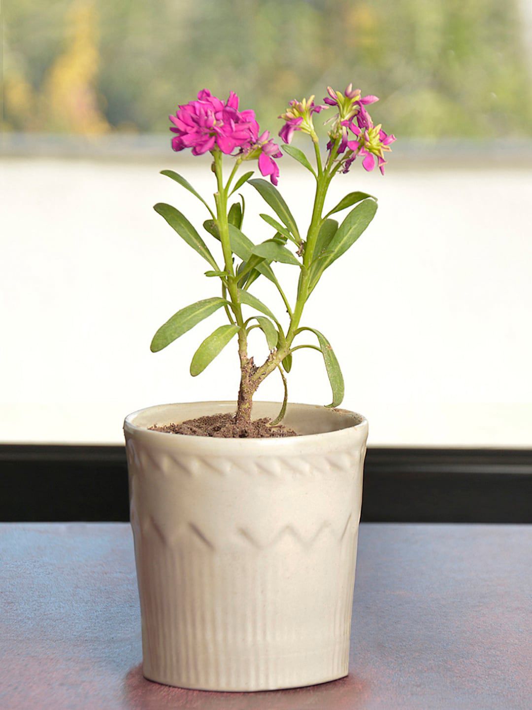 StyleMyWay Off White Ceramic Planter Pot Price in India