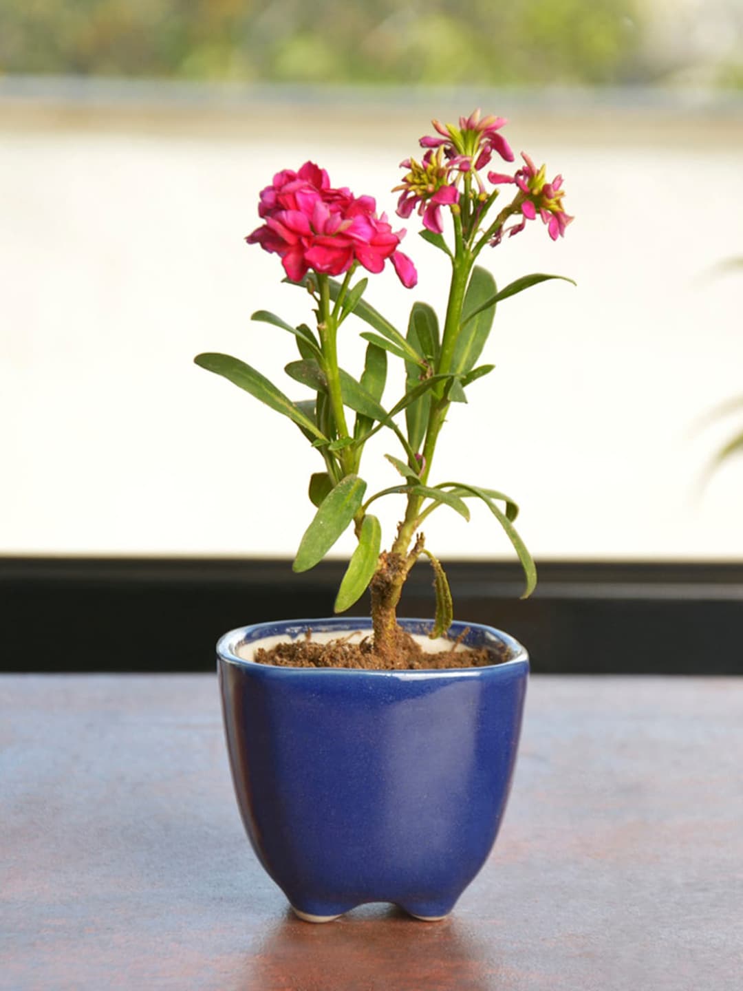 StyleMyWay Blue Solid Ceramic Planters Price in India