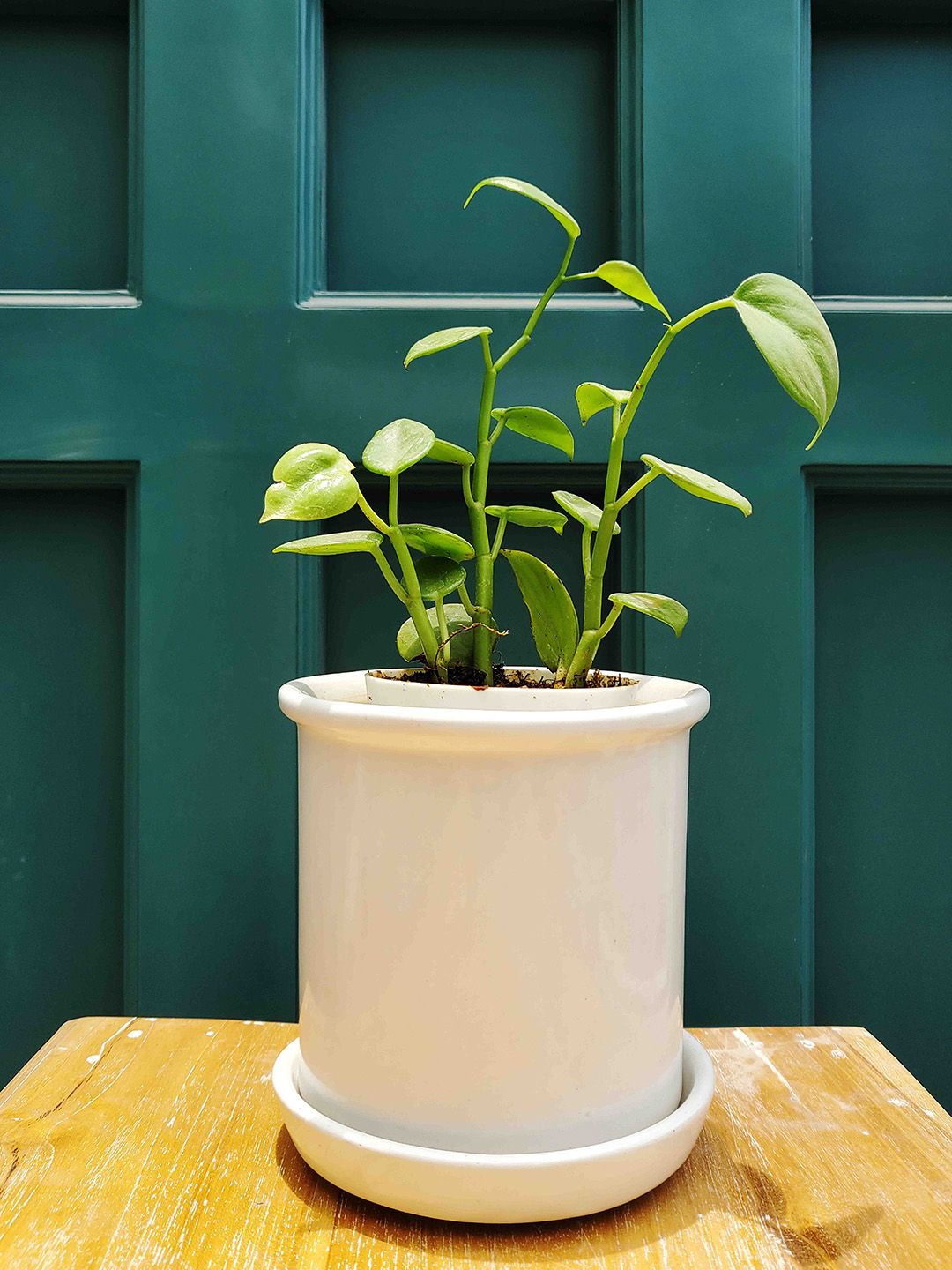 Folkstorys White Handmade Ceramic Planters Price in India