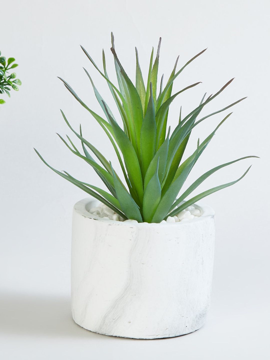 Home Centre White & Green Solid Ceramic Small Planter with Succulent Price in India