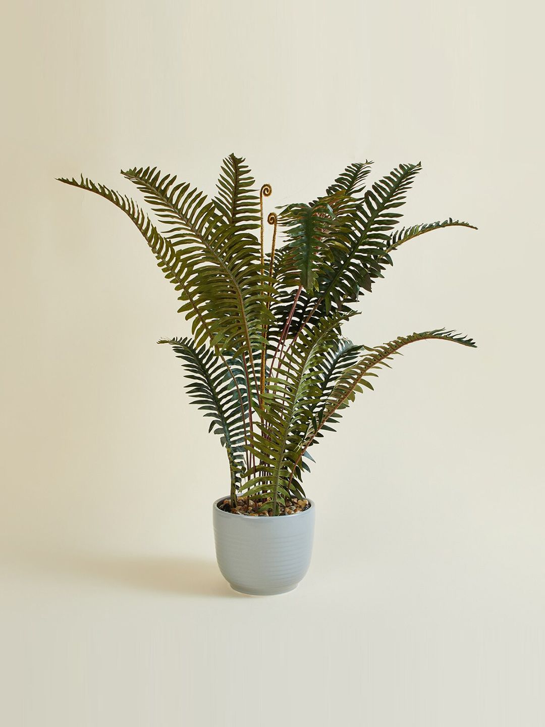 Home Centre Twilight Textured Artificial Fern Plant in Ceramic Pot Price in India