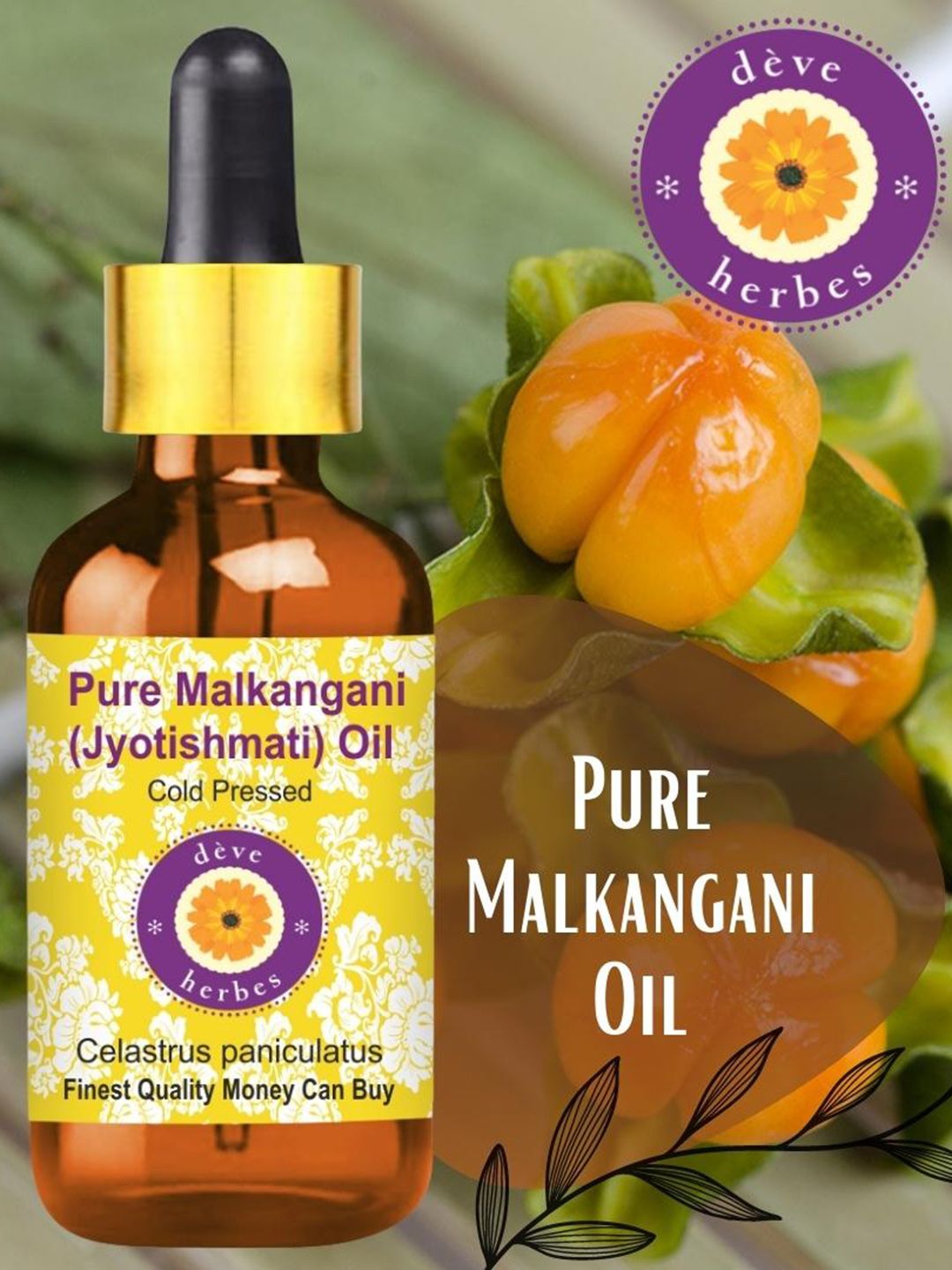 Malkangni Seed Oil - Jyotishmati - Celastrus Paniculatus- Bulk Supplier@Co Prices – Co India - View #7