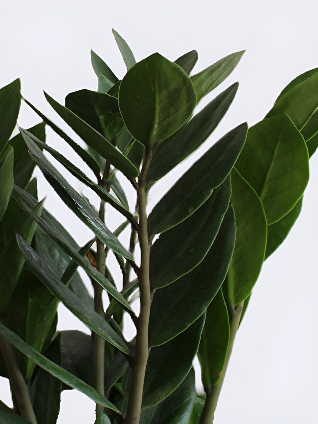 Page & Plant 「Made In Japan 」NO.50 Buy Greenkin ZZ Plant With Eco Pot Indoor Zamia Plant With Pot