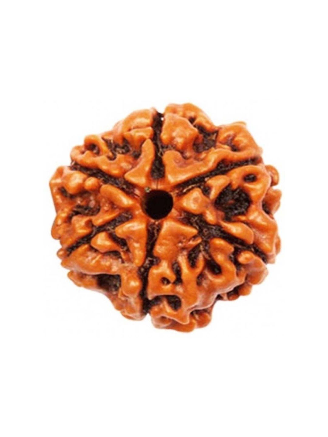RAVIOUR LIFESTYLE Unisex Alloy 6 Mukhi Nepali Original Rudraksha Pendants