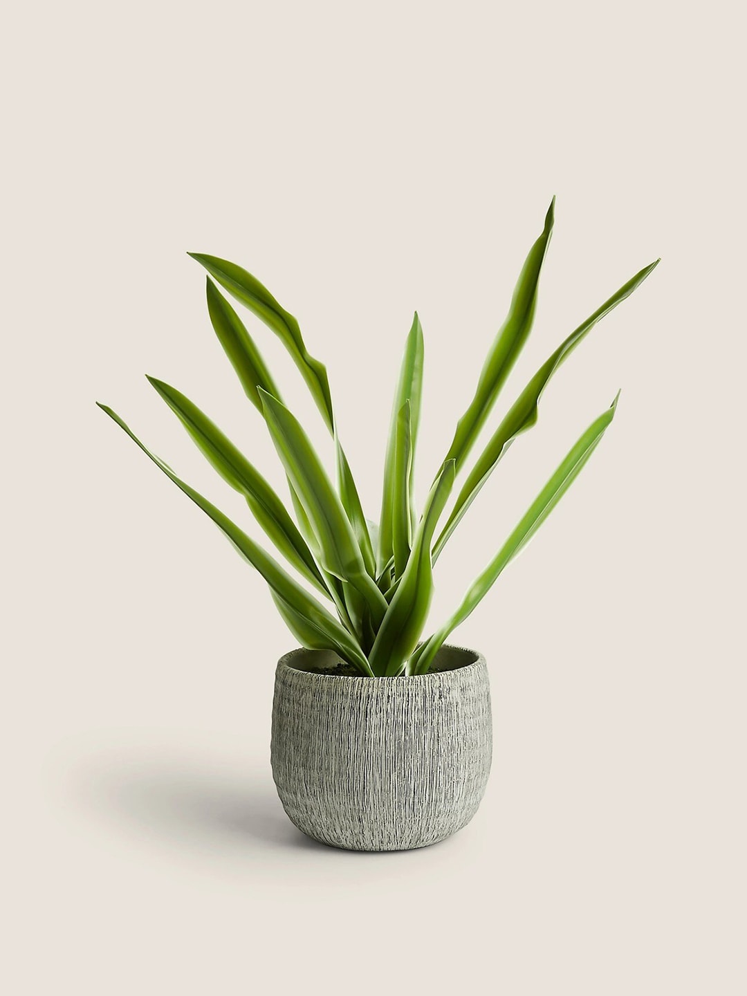 Marks & Spencer Green House Plant With Textured Pot Price in India