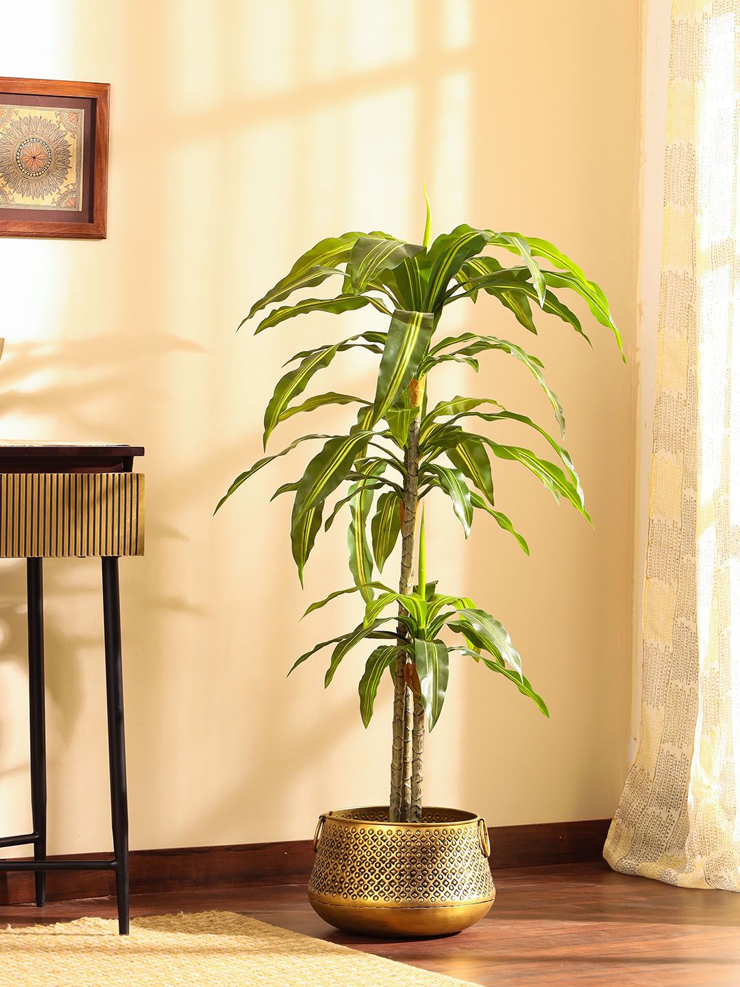 Elemntl Green Dracaena Plant With Black Pot deal from myntra
