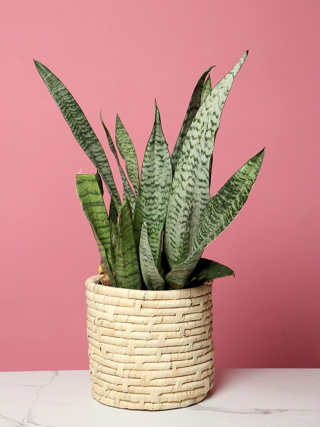 HABERE INDIA Beige Palm Leaf Woven Sustainable Planter