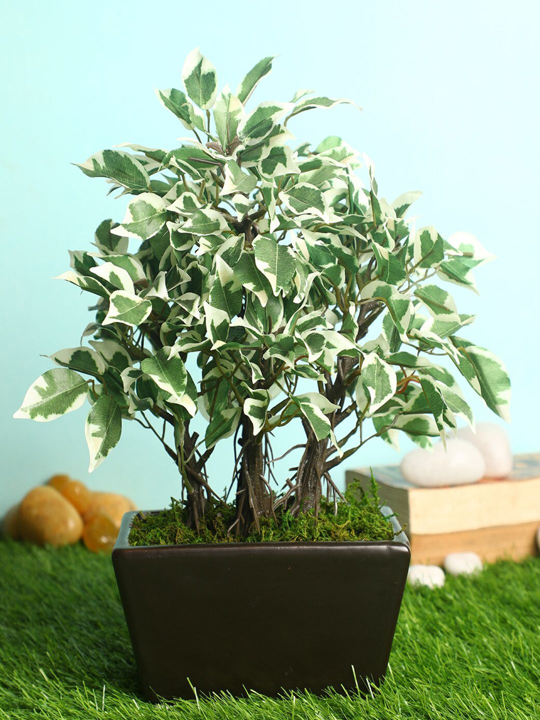 PolliNation Green Premium Artificial Variegated Ficus Bonsai with Brown Ceramic Pot Price in India