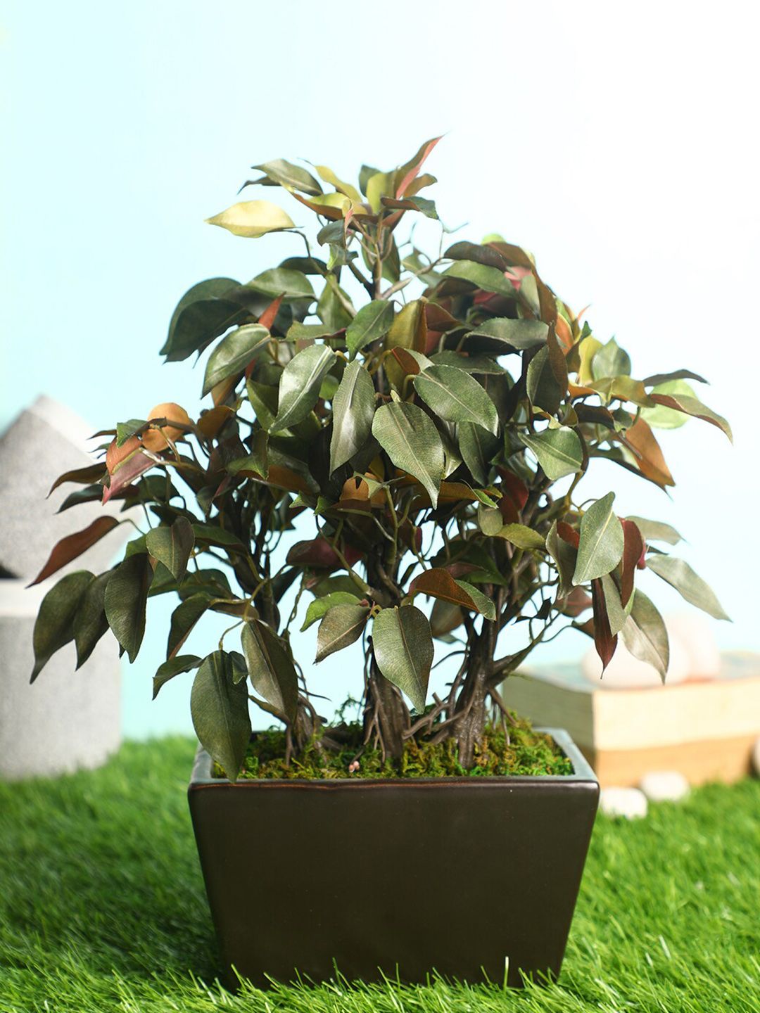 Pollination Green & Red Premium Artificial Capensia Ficus Bonsai with Brown Ceramic Pot Price in India