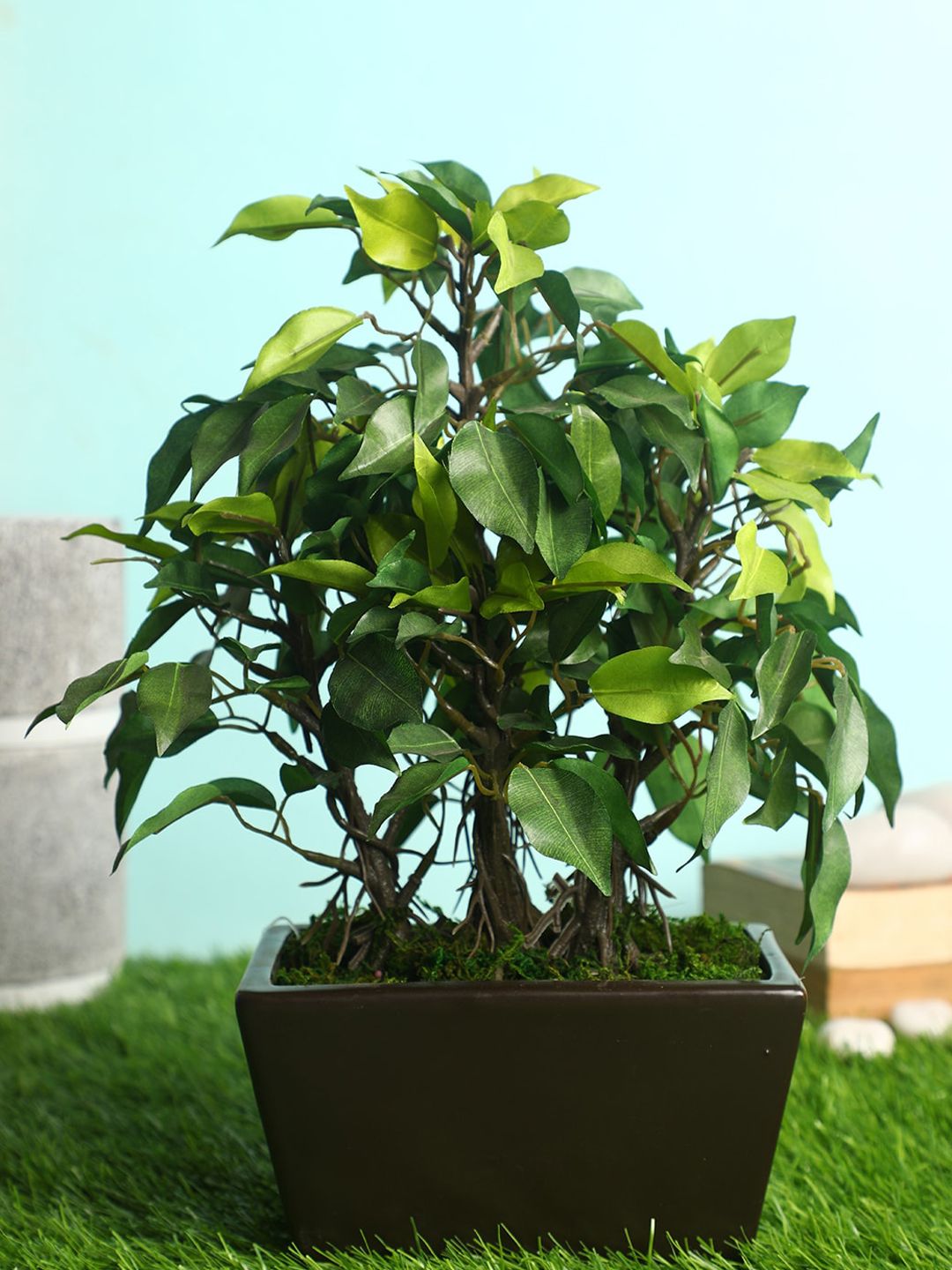 PolliNation Green & Brown Premium Artificial Ficus Bonsai with Ceramic Pot Price in India