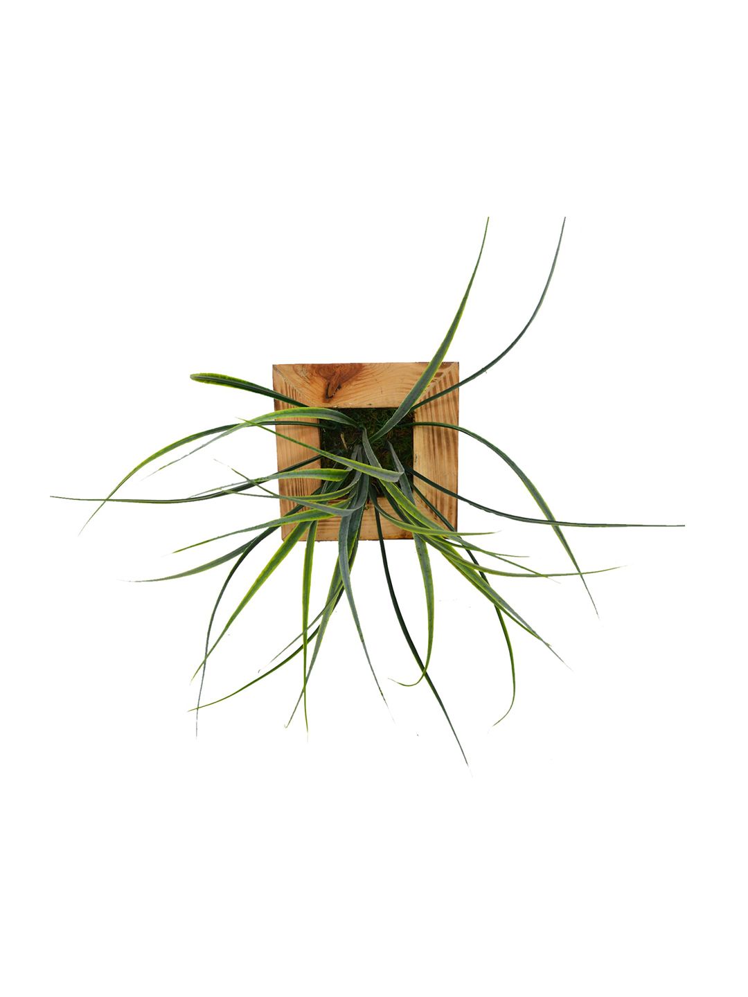 fancy mart Green & Brown Artificial Lemon Grass Plant Wall Hanging Panel Price in India