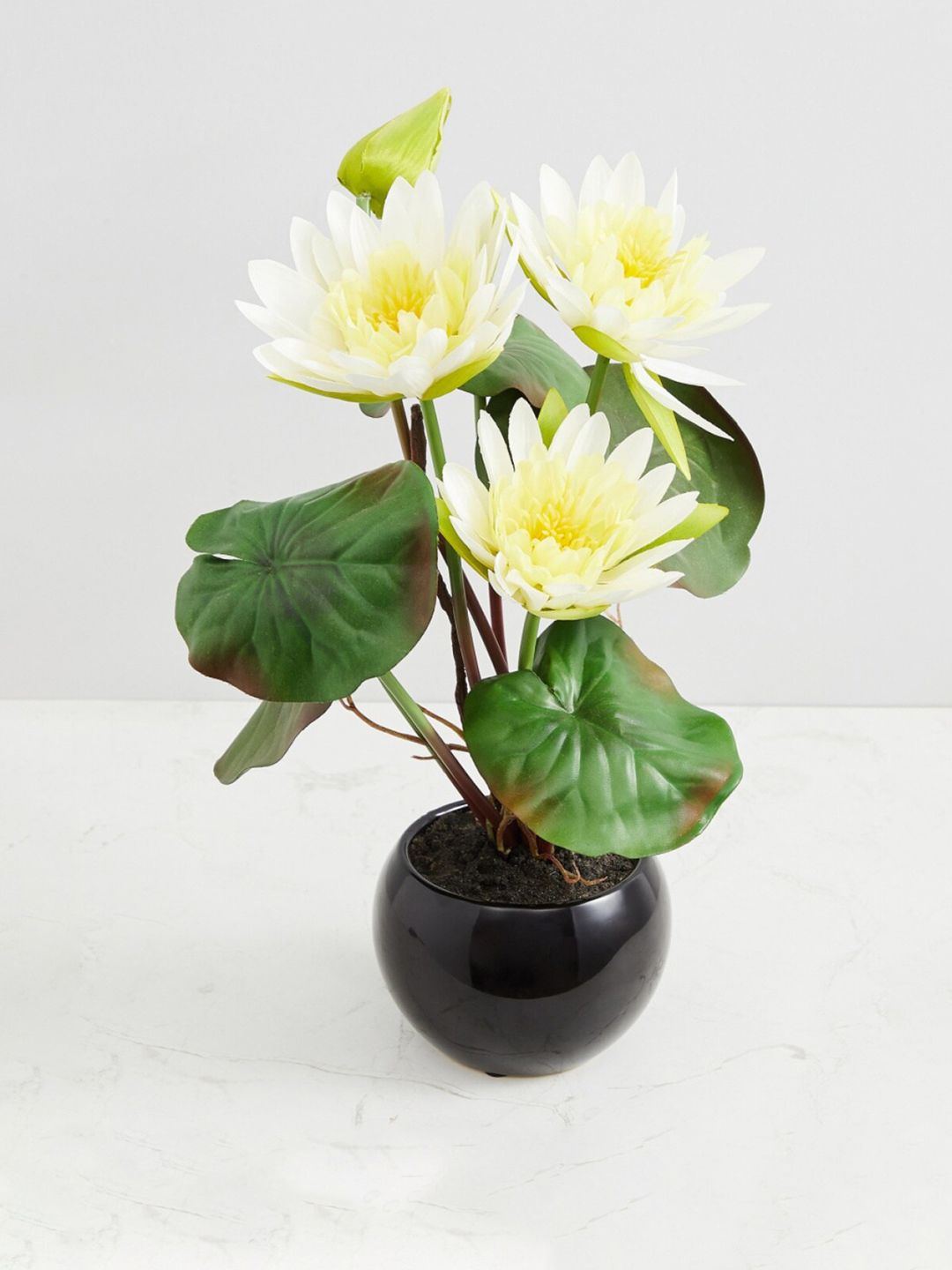 Home Centre White & Green Valencia-Sachi Solid Four Head Lotus in Ceramic Pot Price in India