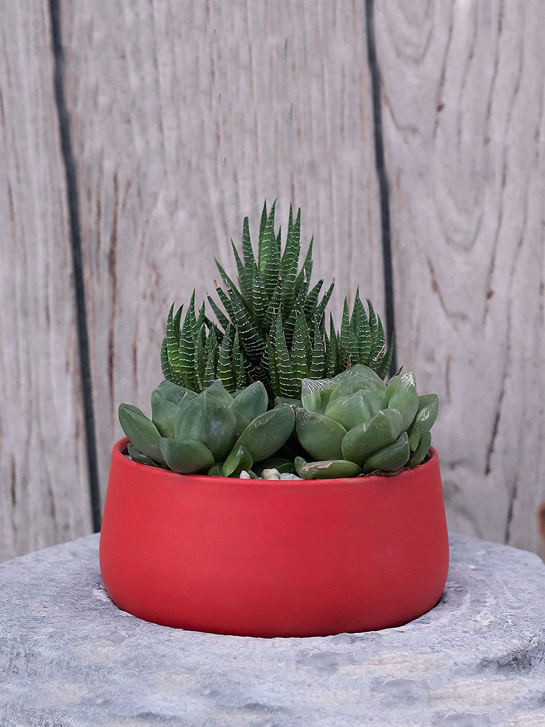 FOLIYAJ Red Bowl Shaped Matte Finish Planter Price in India