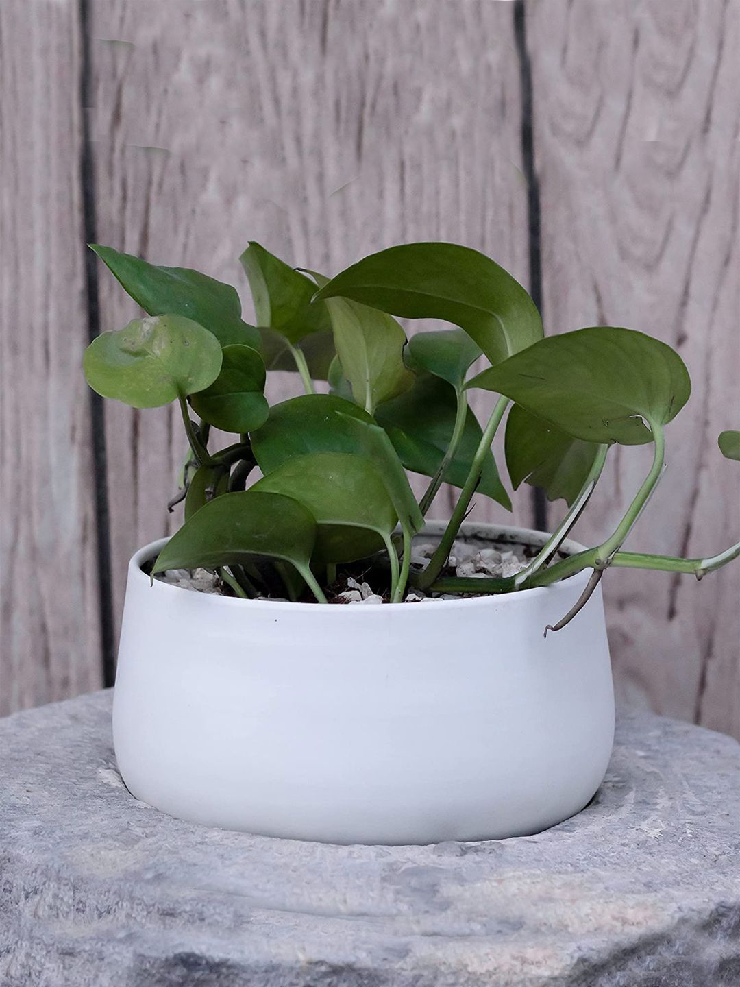 FOLIYAJ White Solid Matt Finish Bowl-Shaped Planter Price in India