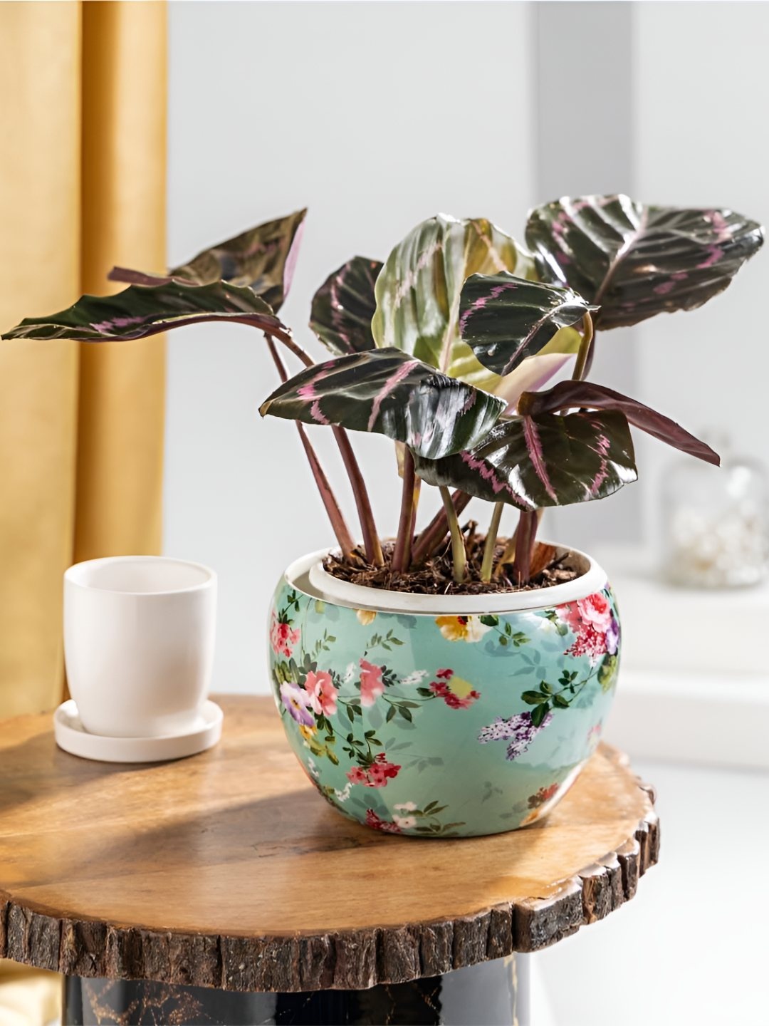 Floral Boutique Green & Pink Calathea Dottie Plant With Floral Printed Metal Pot
Floral Boutique Green & Pink Calathea Dottie Plant With Floral Printed Metal Pot