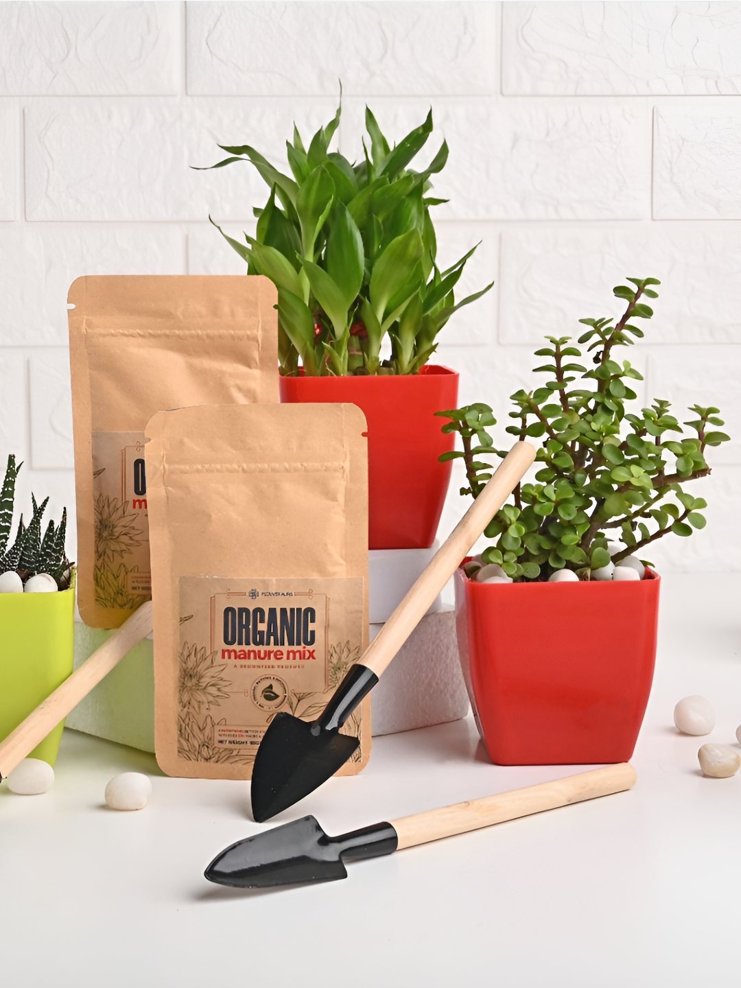 Floweraura Haworthia, Lucky Bamboo & Jade Plants With 2 Manure Packets & Tool Kit, Green
Floweraura Haworthia, Lucky Bamboo & Jade Plants With 2 Manure Packets & Tool Kit, Green