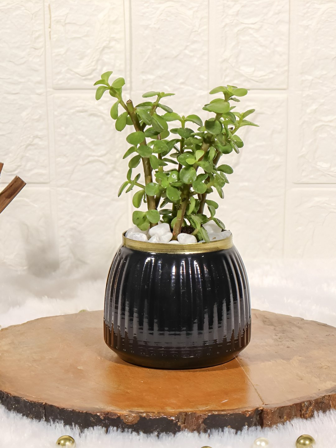 Floral Boutique Green & Black Indoor Jade Live Plant With Pot
Floral Boutique Green & Black Indoor Jade Live Plant With Pot