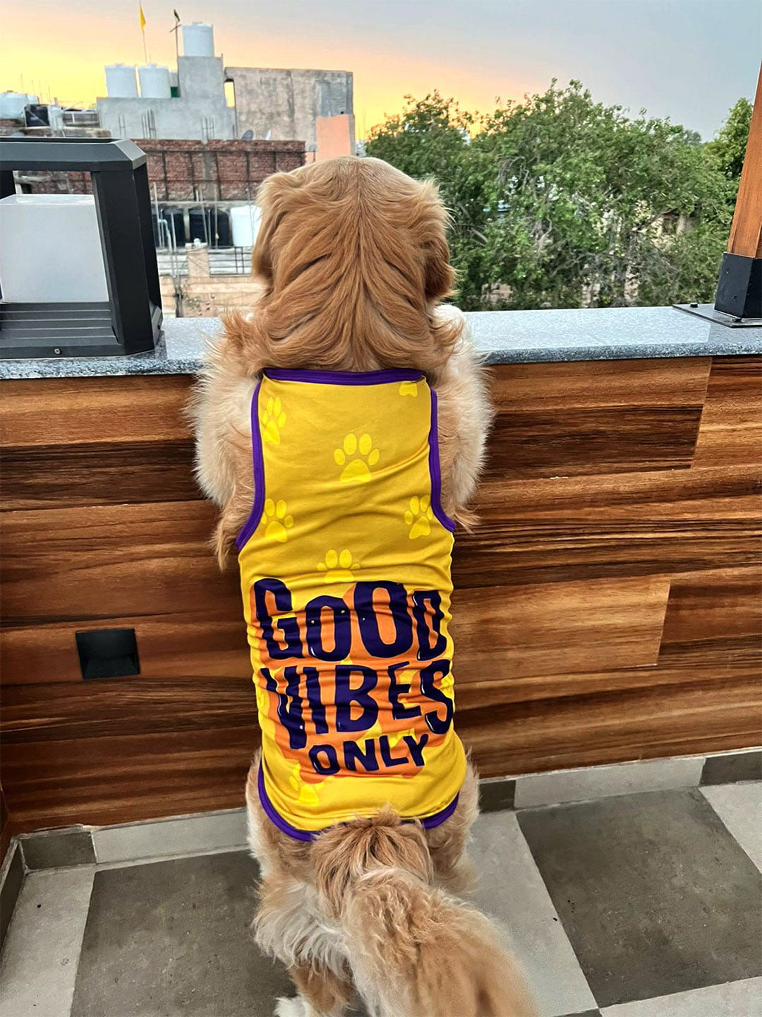 Lulala Printed Dog Tshirts, Yellow
Lulala Printed Dog Tshirts, Yellow