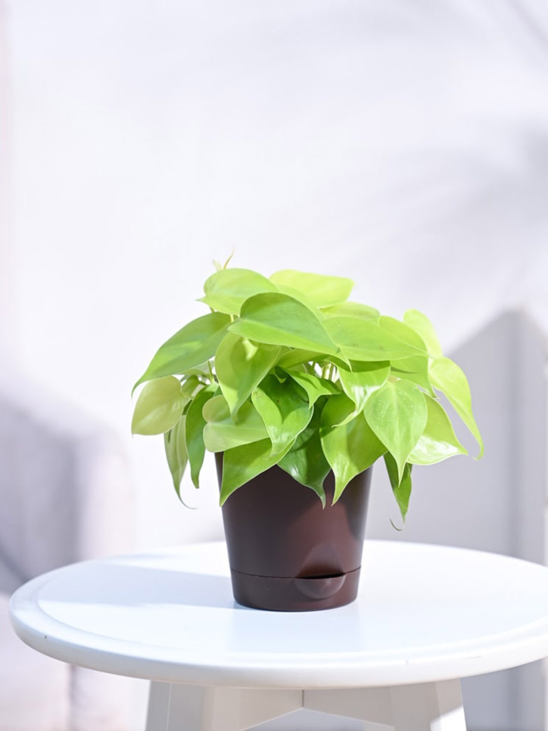 UGAOO Philodendron Oxycardium Golden Plant with Self Watering Brown Plastic Pot, Multi
UGAOO Philodendron Oxycardium Golden Plant with Self Watering Brown Plastic Pot, Multi