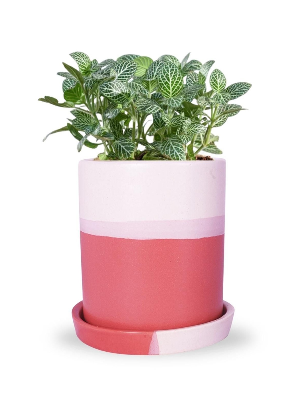 ecofynd Red & White Ceramic Planter Pot with Saucer Set