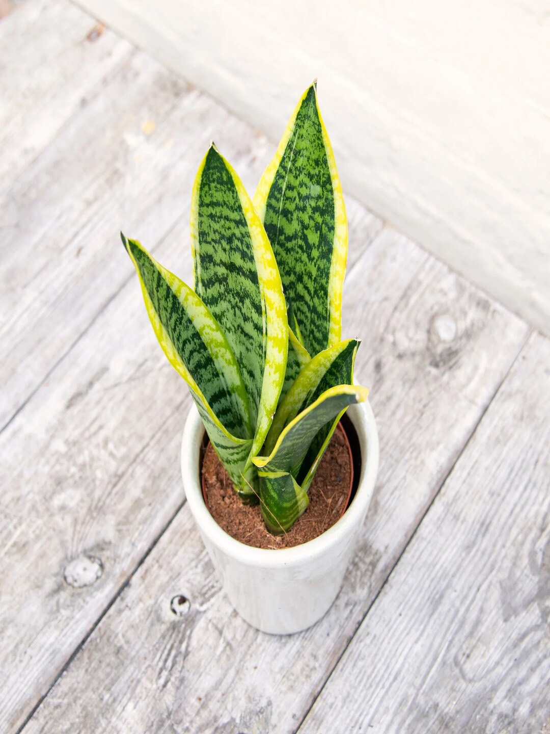 Studio Seed Sansevieria Superba Air Purifier Plants, Green