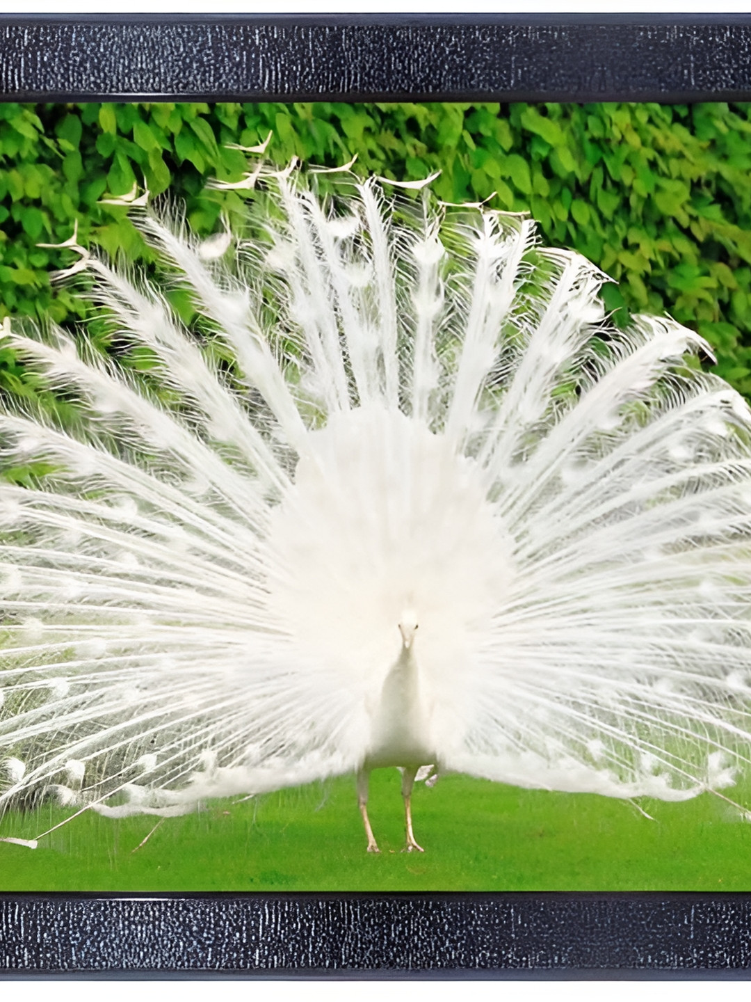 PnF Black & White Wooden Birds and Animals Wall Art
PnF Black & White Wooden Birds and Animals Wall Art