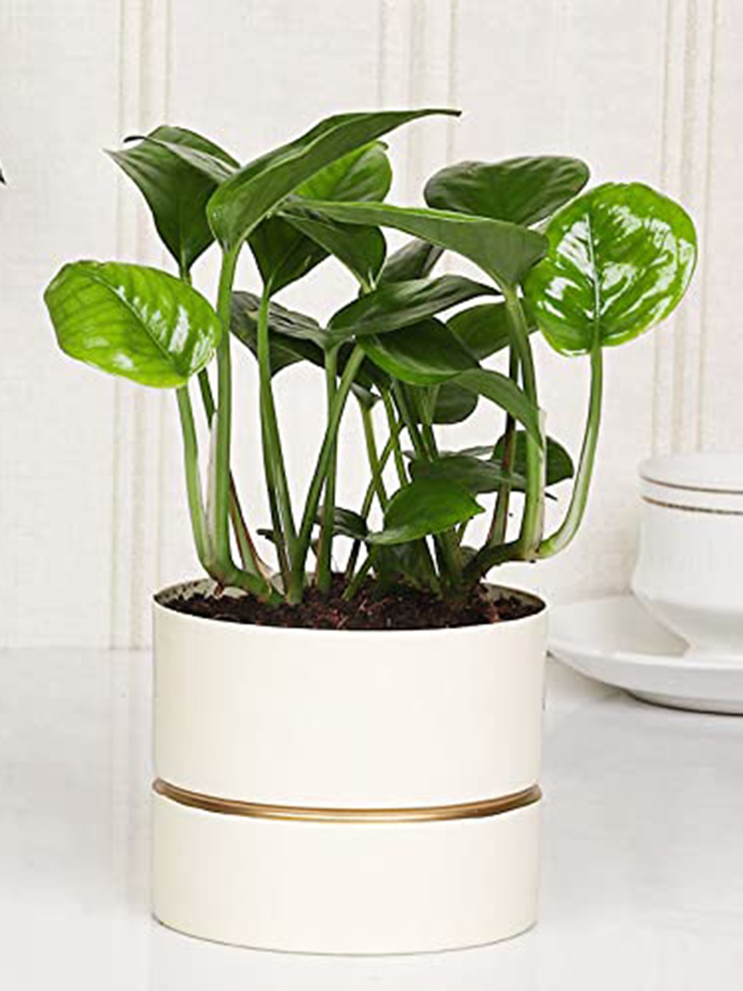 Floweraura Green & White Decorative Air Purifying Good Luck Money Mini Plant Ceramic Vase
Floweraura Green & White Decorative Air Purifying Good Luck Money Mini Plant Ceramic Vase