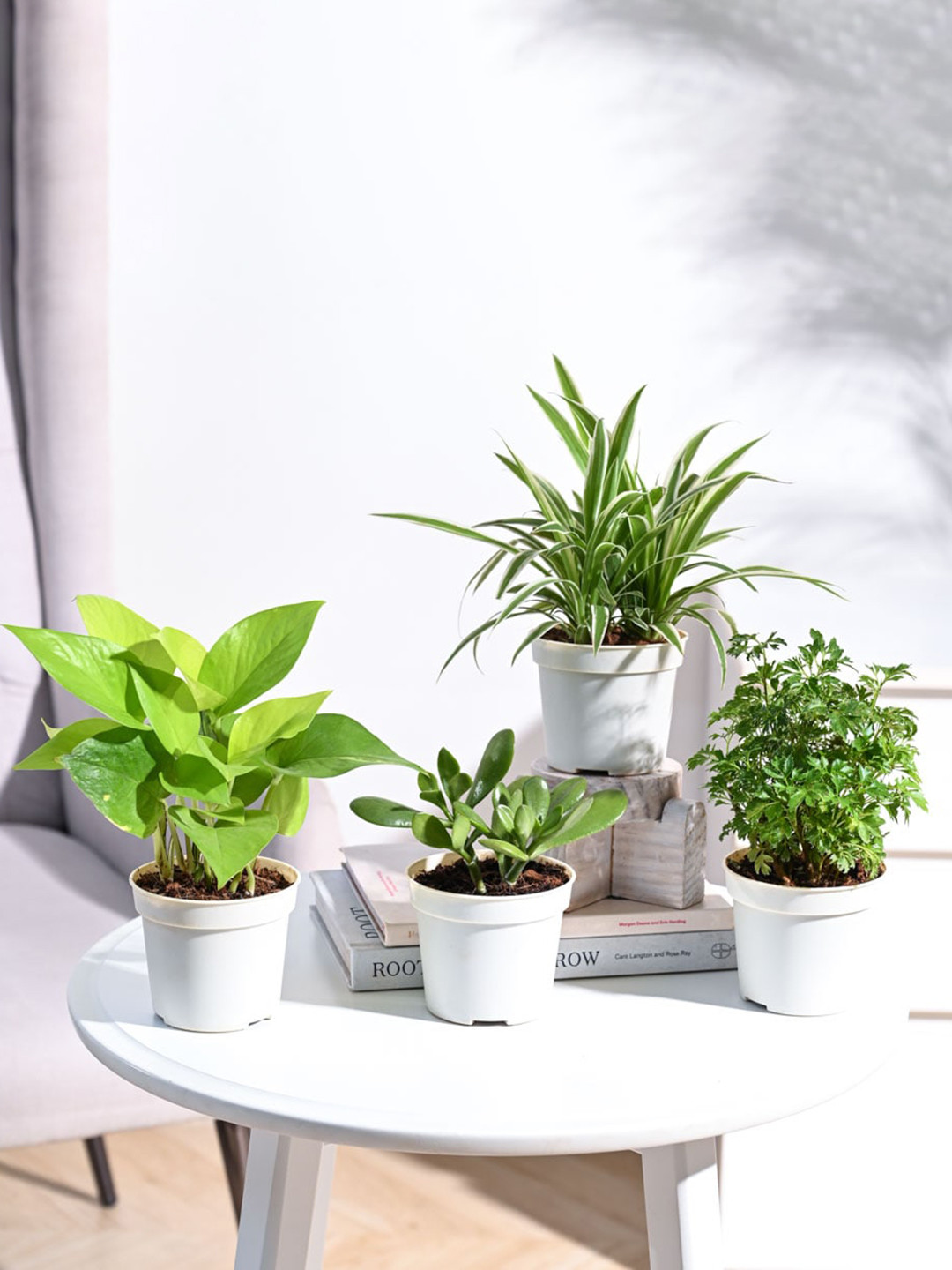 UGAOO 4-Pcs Indoor Live Plants With Pot, Green 
UGAOO 4-Pcs Indoor Live Plants With Pot, Green