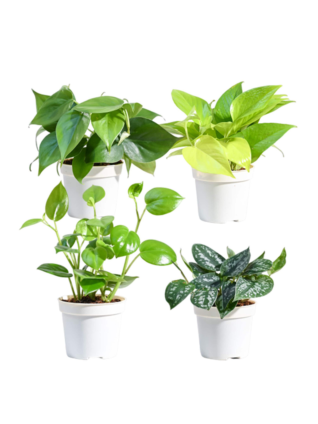 UGAOO 4 Pcs Money Plant- Peperomia Creeper-Satin Pothos & Philodendron With Pot, Green 
UGAOO 4 Pcs Money Plant- Peperomia Creeper-Satin Pothos & Philodendron With Pot, Green