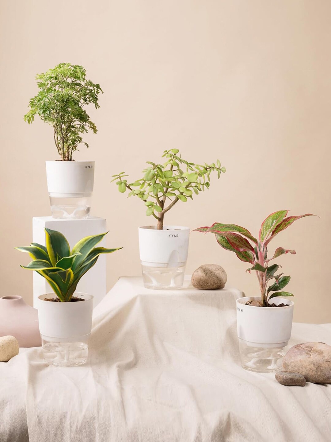 Kyari White 4 Pcs Jade & Aglaonema & Golden Hahnii Snake & Aralia Green Indoor Plants
Kyari White 4 Pcs Jade & Aglaonema & Golden Hahnii Snake & Aralia Green Indoor Plants