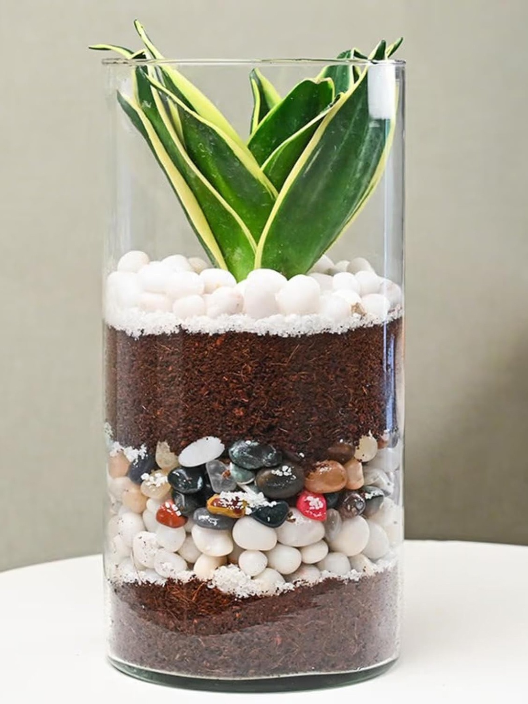 Floweraura Air Purifying Sansevieria Snake Live Terrarium Plant With Pebbles In Glass Pot, Green
Floweraura Air Purifying Sansevieria Snake Live Terrarium Plant With Pebbles In Glass Pot, Green