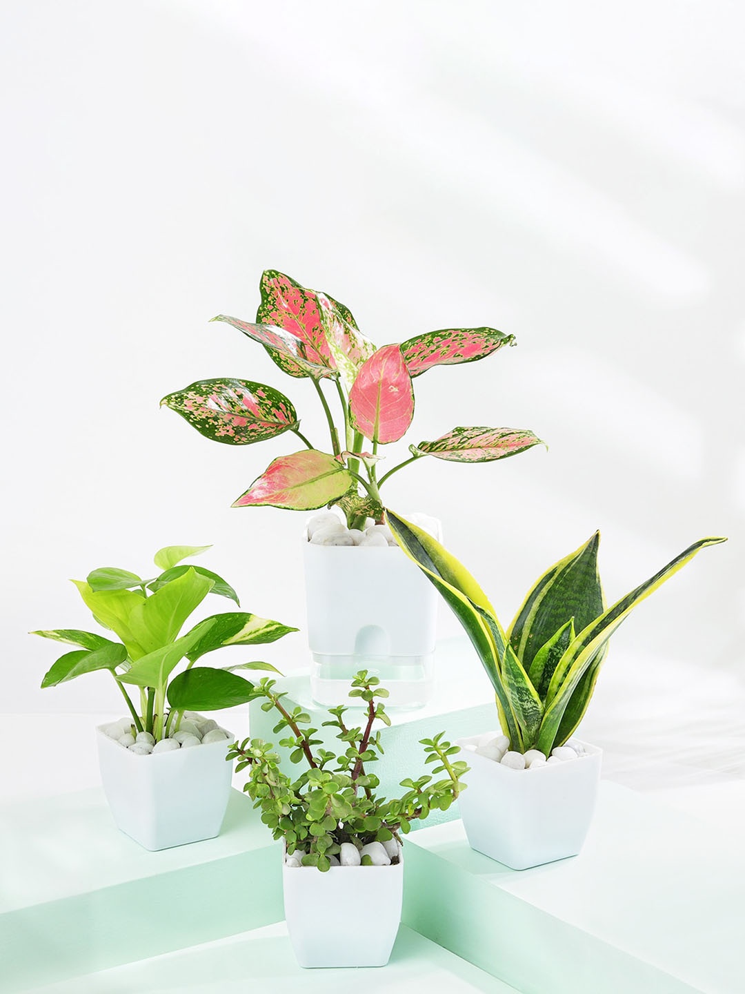 IGP White Indoor 3 Plant With Planter- Aglaonema Pink Beauty + money plant + jade plant
IGP White Indoor 3 Plant With Planter- Aglaonema Pink Beauty + money plant + jade plant