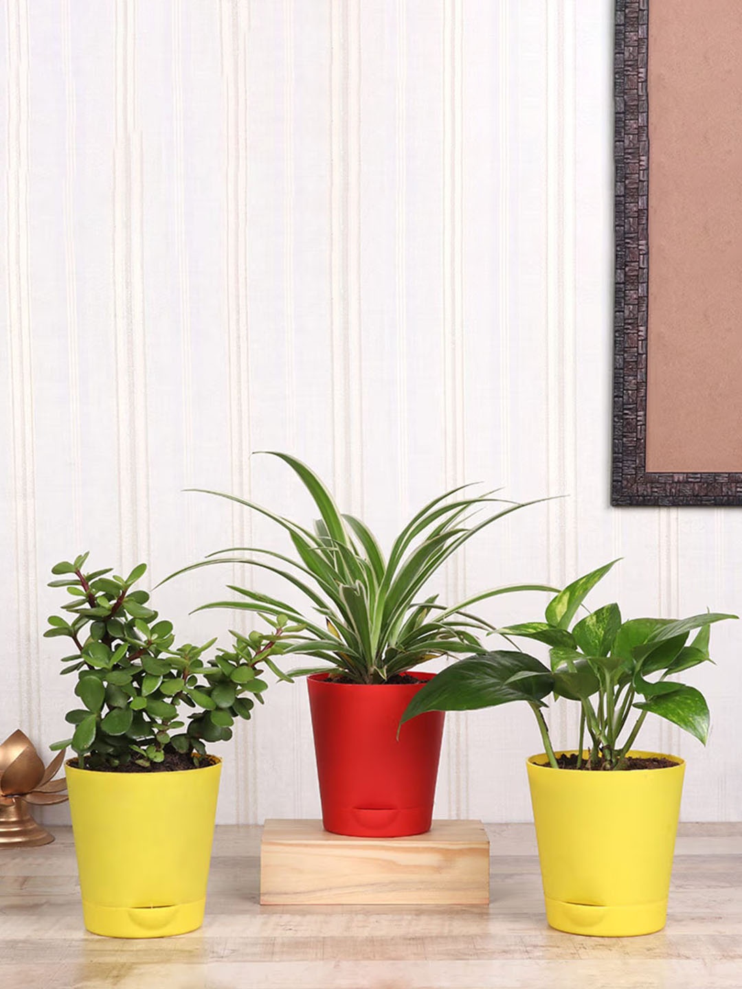 

Floweraura Set of 3 Green Air Purifying Jade Spider & Money Indoor Live Plants In Pot