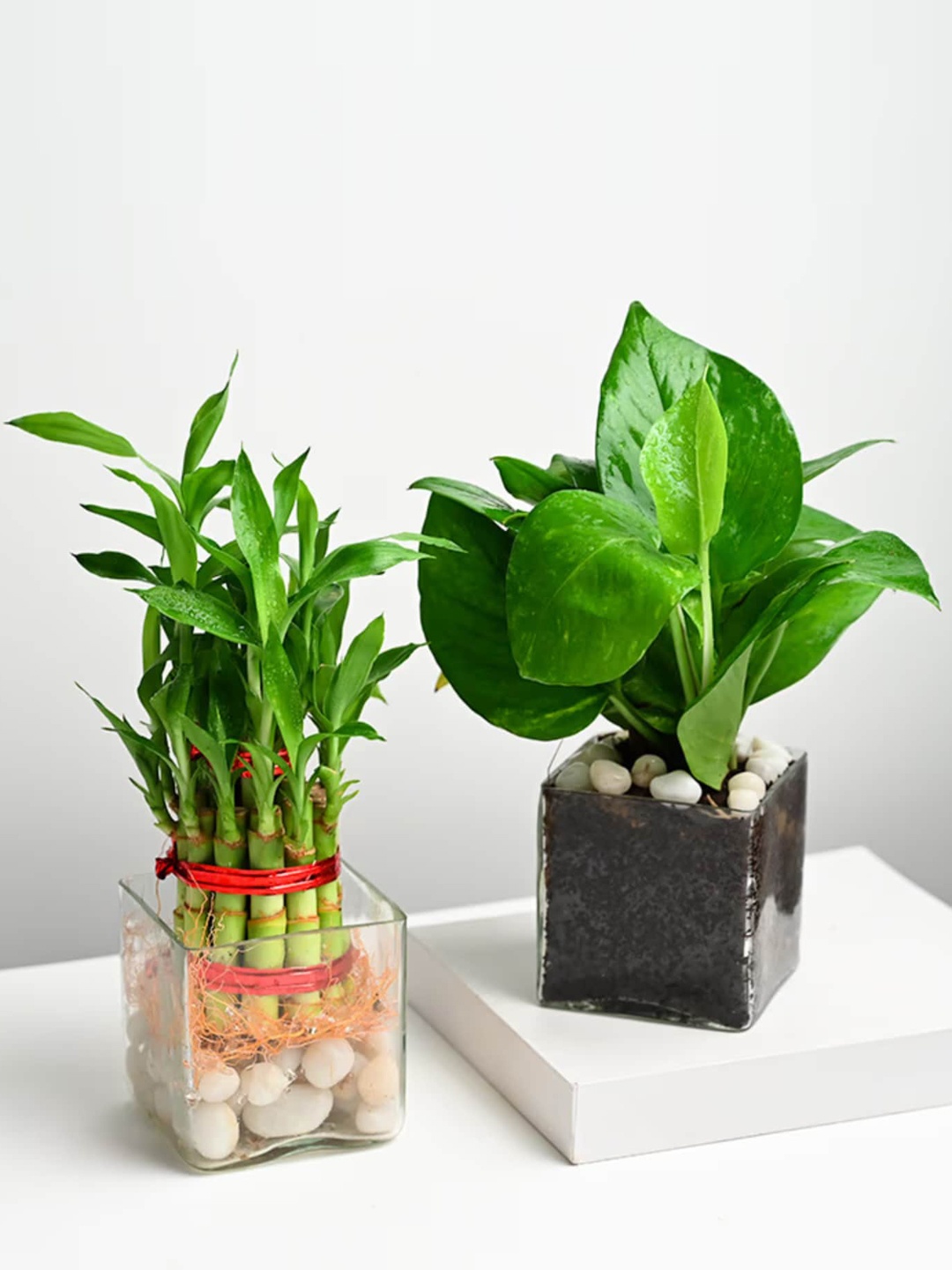 Floweraura Green 2 Pieces Airpurifying Good Luck Money & Bamboo Line Indoor Plants in Pots
Floweraura Green 2 Pieces Airpurifying Good Luck Money & Bamboo Line Indoor Plants in Pots
