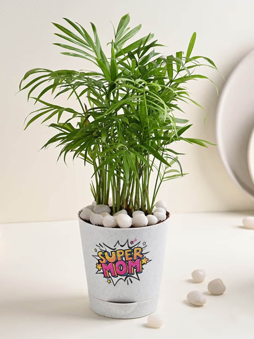 Floweraura Green Air Purifying Chamandorea Palm Live Indoor Plant In Plastic Tapper Pot
Floweraura Green Air Purifying Chamandorea Palm Live Indoor Plant In Plastic Tapper Pot