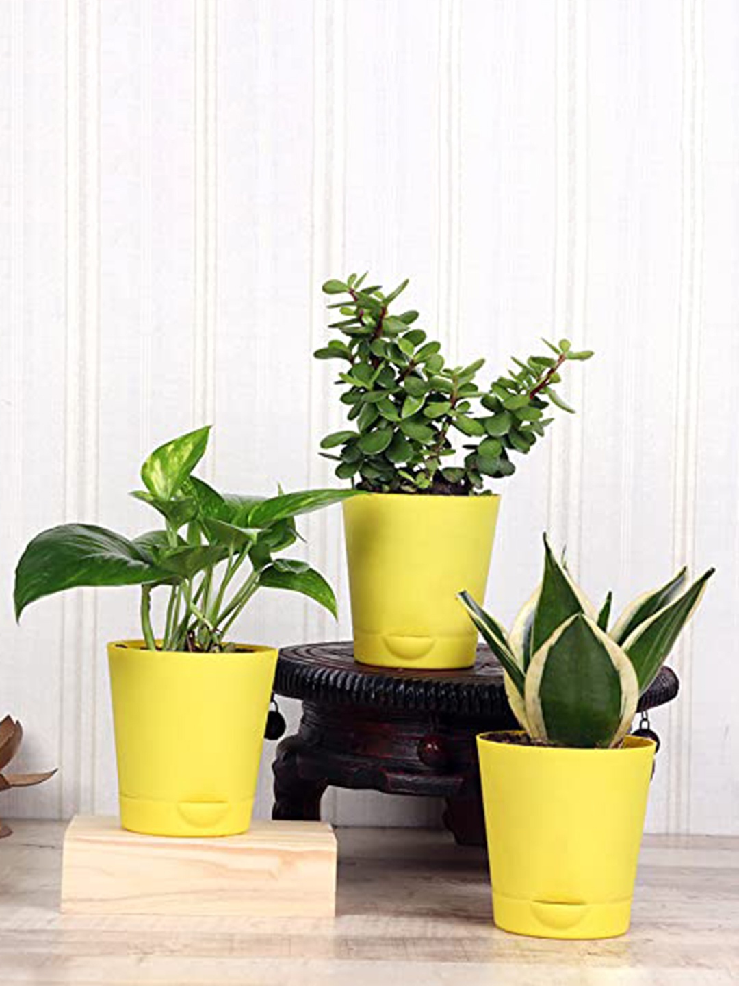 Floweraura Green 3 Pcs Air Purifying Jade Sansevieria Milt & Money Live Plants In Pots
Floweraura Green 3 Pcs Air Purifying Jade Sansevieria Milt & Money Live Plants In Pots