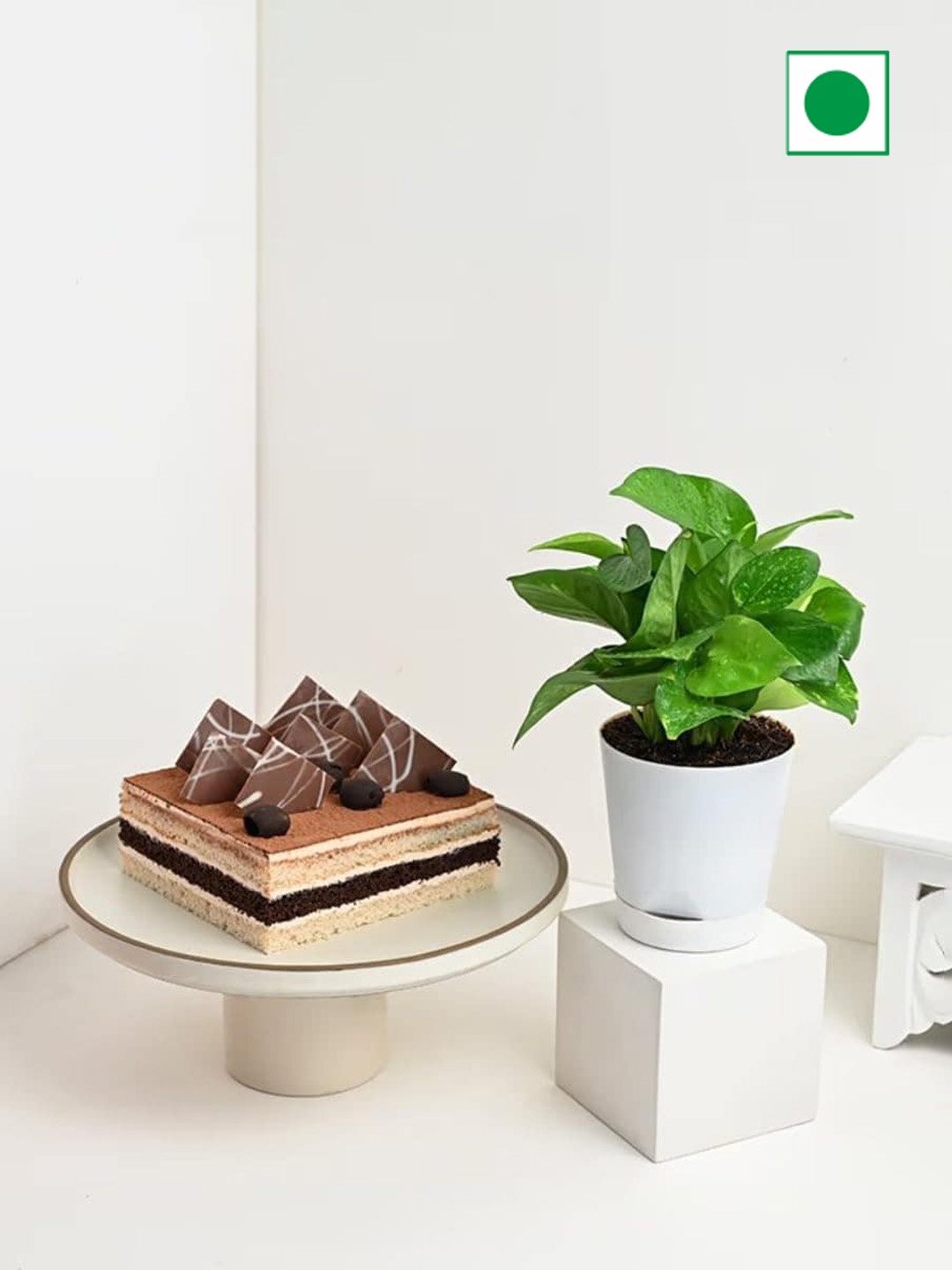 Floweraura Decorative Air Purifying Live Green Money Plant & Choco Coffee Cake 500 G, Brown
Floweraura Decorative Air Purifying Live Green Money Plant & Choco Coffee Cake 500 G, Brown