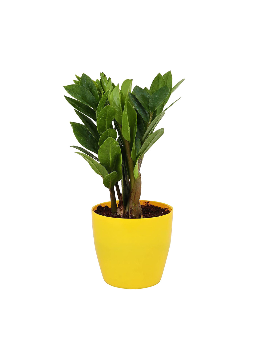 Leafy Tales Live Plant With Yellow Plastic Pot, Green 
Leafy Tales Live Plant With Yellow Plastic Pot, Green