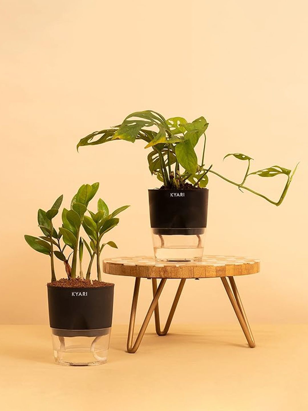 Kyari Black & Green 2 Pcs Zamia & Philodendron Broken Heart Plants With Self Watering Pot
Kyari Black & Green 2 Pcs Zamia & Philodendron Broken Heart Plants With Self Watering Pot