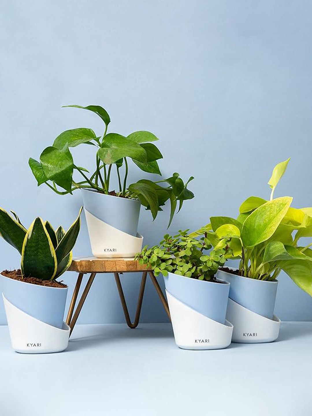 Kyari Blue 4 Pcs Money Variegated Golden Money Golden Snake & Jade Live Plants With Pots
Kyari Blue 4 Pcs Money Variegated Golden Money Golden Snake & Jade Live Plants With Pots