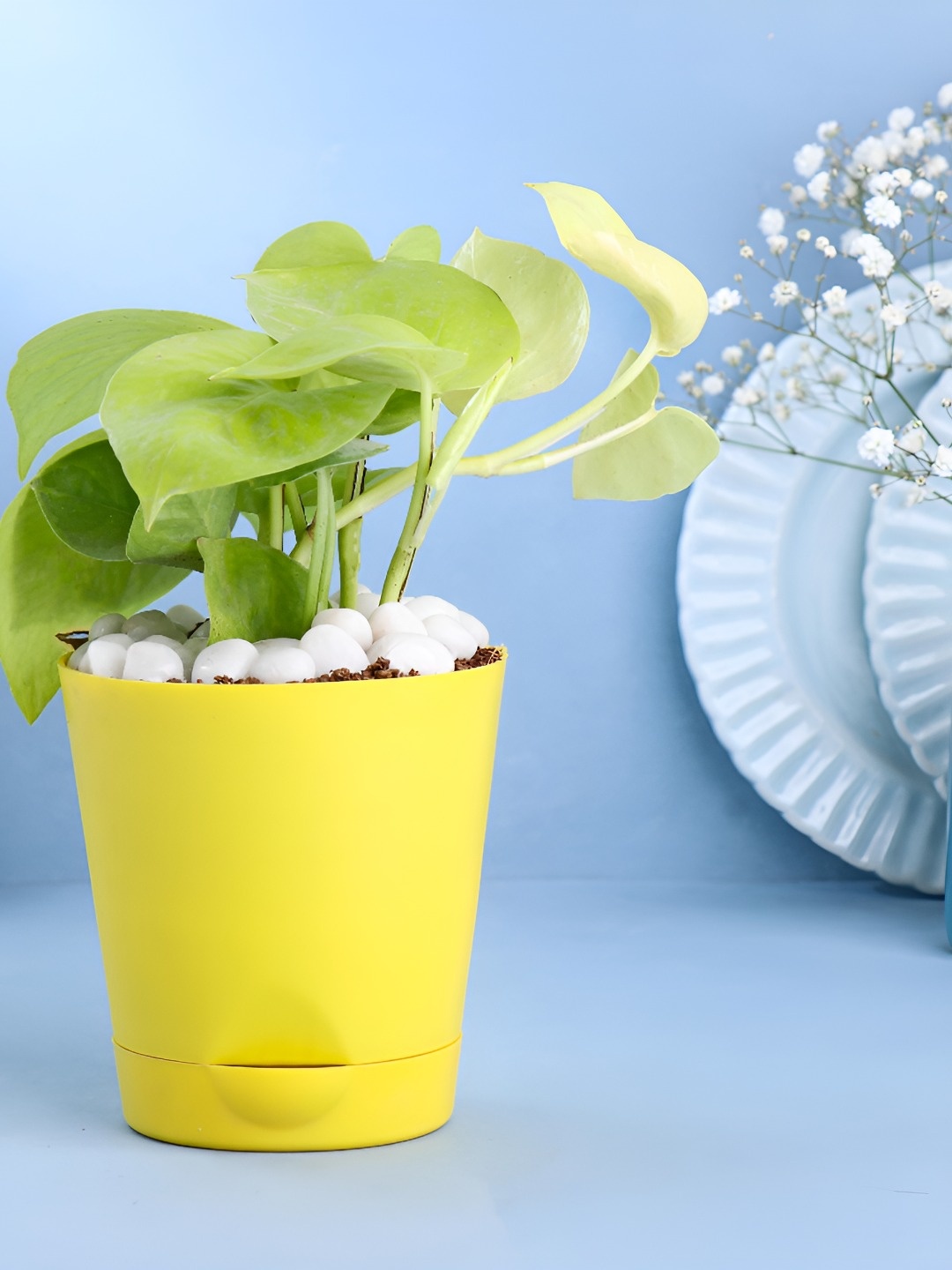 Floweraura Green & Yellow Good Luck Money Live Indoor Plant With Circular Tapper Pot 10 cm
Floweraura Green & Yellow Good Luck Money Live Indoor Plant With Circular Tapper Pot 10 cm