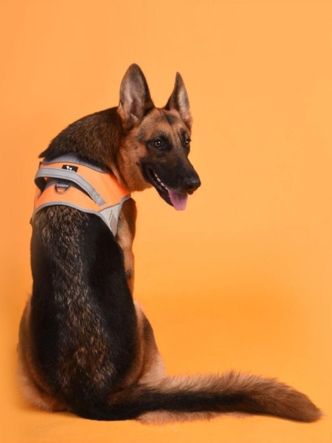 Heads Up For Tails Easy On Dog Harness, Orange