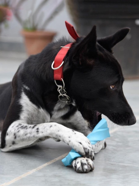 Heads Up For Tails Turquoise Blue Twistee Collection Gnaw Bone Chew Dog Toy
