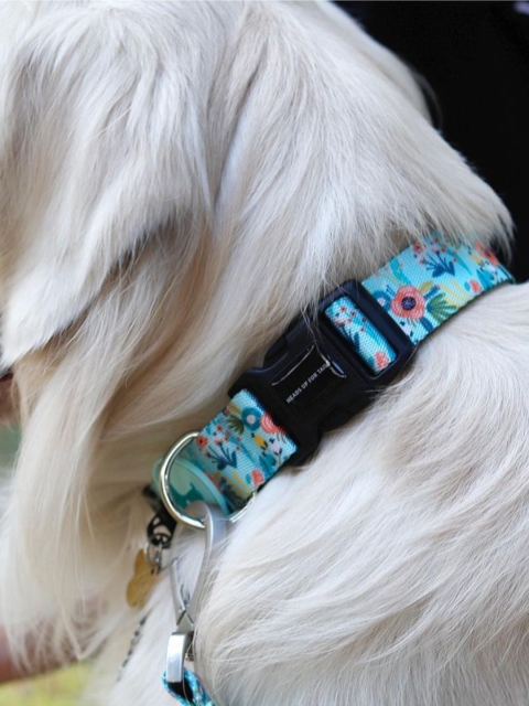 Heads Up For Tails Song of Spring Dog Collar and Leash Set, Blue